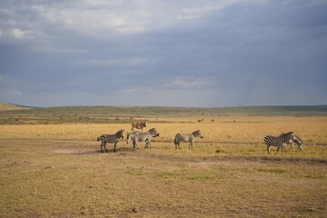 Herd of zebras and topi on the golden plains of the Masai Mara National Reserve, Kenya © Wandering Lens