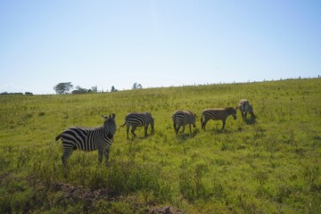 Small herd of plains zebras grazing on a green meadow, Lake Nakuru National Park, Kenya © Wandering Lens