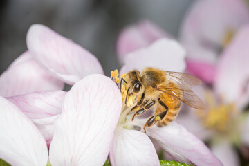 Close up of Apis mellifera or Western Honey Bee collecting pollen and nectar from apple blossoms © Nathan McClunie