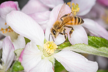 Close up of Apis mellifera or Western Honey Bee collecting pollen and nectar from apple blossoms © Nathan McClunie