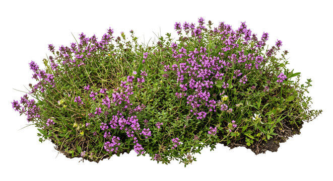 Lush wild thyme plant with vibrant purple flowers isolated on a clean white background surface