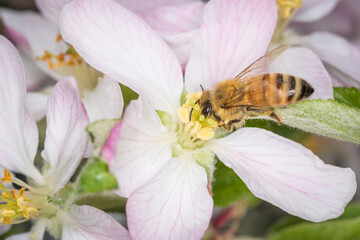 Close up of Apis mellifera or Western Honey Bee collecting pollen and nectar from apple blossoms © Nathan McClunie