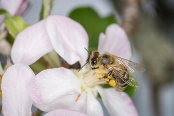 Close up of Apis mellifera or Western Honey Bee collecting pollen and nectar from apple blossoms © Nathan McClunie