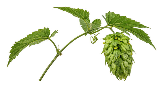 Fresh green hop cone with leaves isolated on a white background for brewing industry concepts