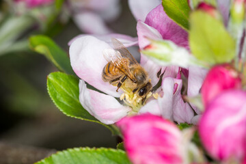 Close up of Apis mellifera or Western Honey Bee collecting pollen and nectar from apple blossoms © Nathan McClunie