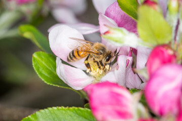 Close up of Apis mellifera or Western Honey Bee collecting pollen and nectar from apple blossoms © Nathan McClunie