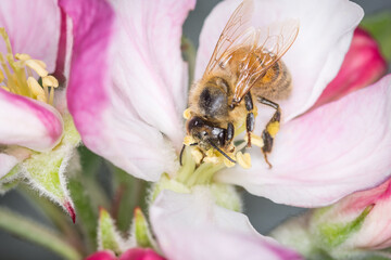 Close up of Apis mellifera or Western Honey Bee collecting pollen and nectar from apple blossoms © Nathan McClunie