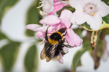close up of a bumble bee collecting nectar from a flower © Nathan McClunie