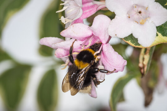 close up of a bumble bee collecting nectar from a flower