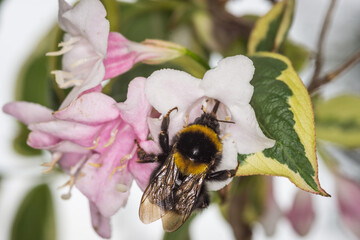 close up of a bumble bee collecting nectar from a flower © Nathan McClunie