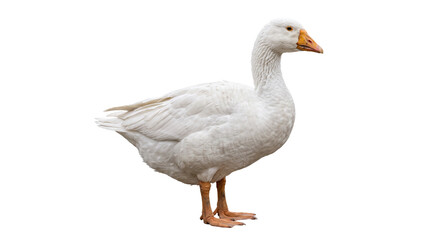 Full body side view of a majestic white goose standing isolated against a clean white background © Ophelia