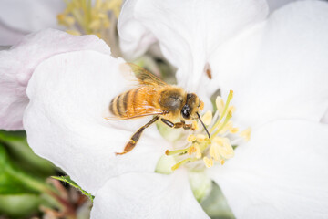 Close up of Apis mellifera or Western Honey Bee collecting pollen and nectar from apple blossoms © Nathan McClunie