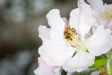Close up of Apis mellifera or Western Honey Bee collecting pollen and nectar from apple blossoms © Nathan McClunie