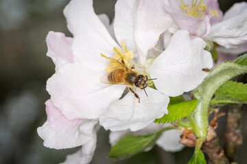 Close up of Apis mellifera or Western Honey Bee collecting pollen and nectar from apple blossoms © Nathan McClunie