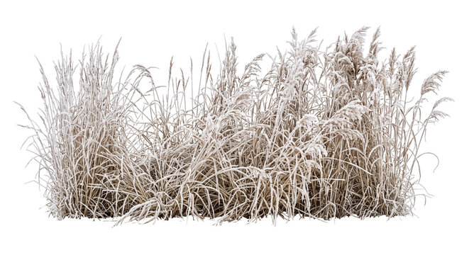 Frost covered ornamental grass clump isolated on a clean white background for design projects