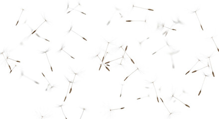 Delicate dandelion seeds floating in the air against a clean and bright white background © Ophelia
