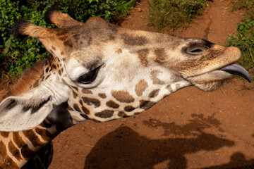 portrait of a giraffe © Liliya