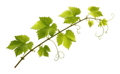 Naklejka premium PNG Vibrant green vine leaves illustration.