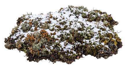 Patch of arctic tundra vegetation with lichen and moss covered in a light dusting of fresh snow © Ophelia