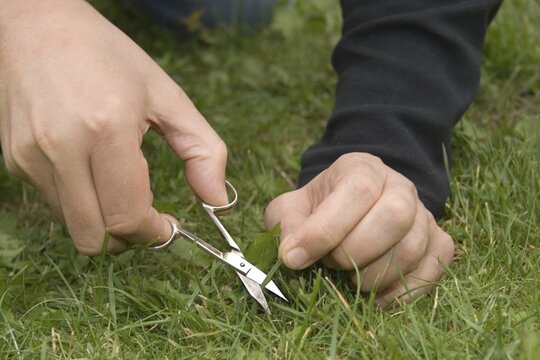 Man cutting grass on his lawn using nail scissors