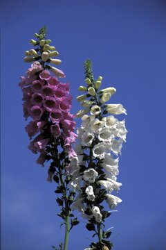 Foxglove blue sky