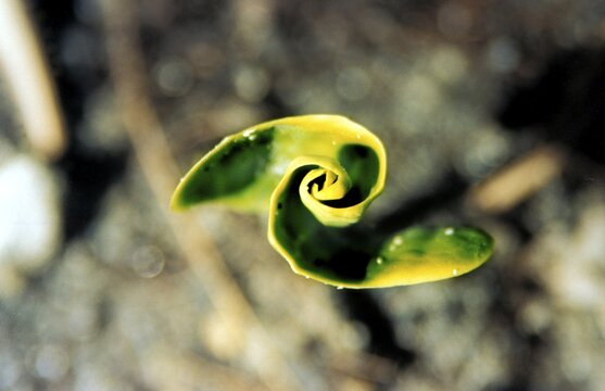 Leaf spiral