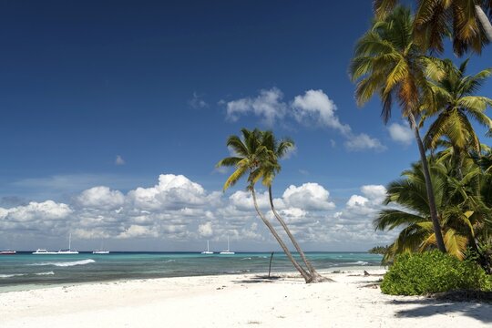Dream beach, sandy beach with palm trees and turquoise sea, Parque Nacional del Este, Isla Saona, Dominican Republic, Caribbean