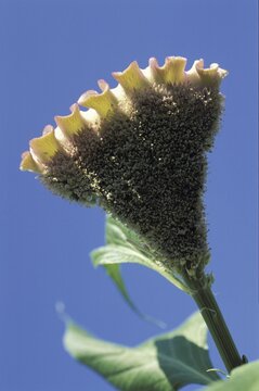 Blossom cockscomb