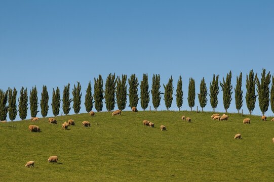 Sheep grazing beyond a cypress treeline, Victoria, Australia