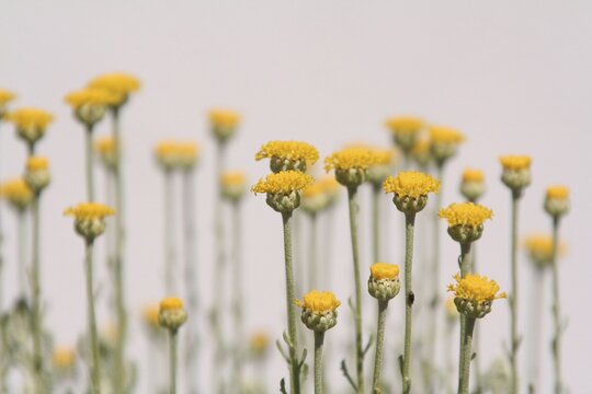 Yellow blossom