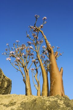 Bottle Tree (Adenium obesum) in bloom, endemic species, Socotra, Yemen