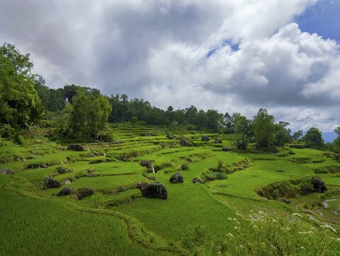 Rice fields, green rice terraces, Rantepao, Sulawesi, Indonesia