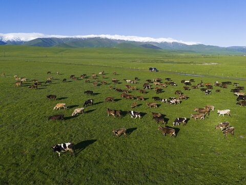 A group of cows grazing on a green pasture with mountains in the background under a clear blue sky, aerial view, camper with cows, near Saratovka, Lesser Caucasus, Lorikeet Province, Armenia