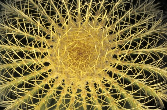 Spine cactus