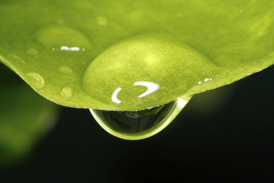 Close up of a drop of water hanging from a leaf