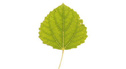 Single vibrant green aspen leaf isolated on a clean white background for botanical design work