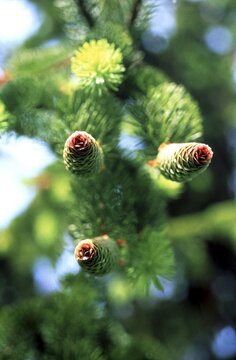 Fir cone