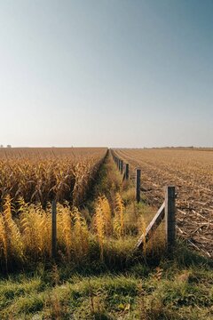 Wide view of corn field in Iowa during autumn. Dry corn stalks stand near wooden fence line on rural farmland. Dirt path runs between agricultural crop rows under clear blue sky. Midwest countryside