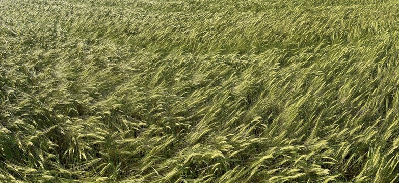 Barley (Hordeum vulgare), Agriculture, Panorama, Field, Tauber valley, Tauberfranken, Main-Tauber district, Lauda-K&ouml;nigshofen, Baden-W&uuml;rttemberg, Germany