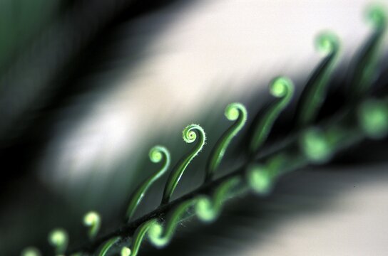 Halm with rolled leafs