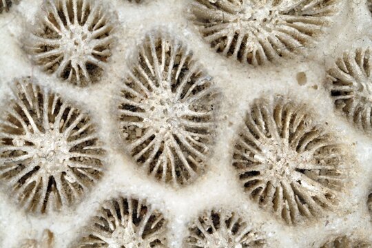 Skeleton of a hard coral