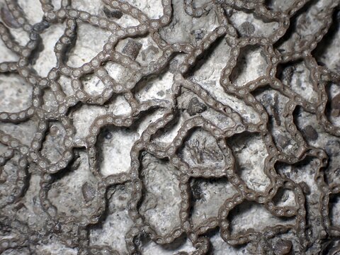 Fossil coral, petrification, Halysites Spec., Silurian, fossil, approximately 430 million years old, Irevik, Gotland, Sweden