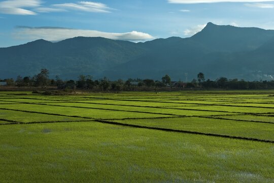 Rice fields and mountains, Vietnam