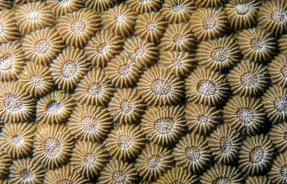 Corals