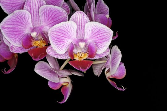 Close-up of a blossom, Phalaenopsis