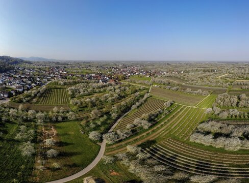 Village view with blossoming cherry trees, aerial view, panorama, M&ouml;sbach, Black Forest, Ortenau district, Baden-W&uuml;rttemberg, Germany