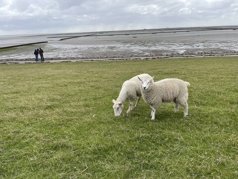 Sheep feeding, Lorendamm, Wadden Sea, National Park, UNESCO World Heritage Site, Husum, North Friesland, Schleswig-Holstein, Germany