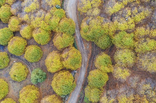 Sweet chestnut trees (Castanea sativa) in autumnal colours, aerial view, drone shot, Genal river valley, M&aacute;laga province, Andalusia, Spain