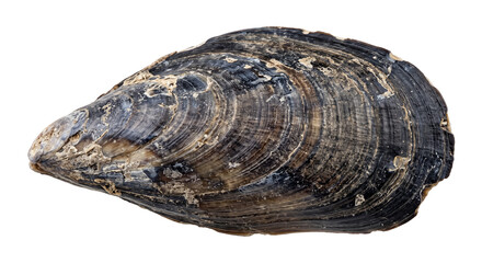 Close up of a single dark blue mussel shell isolated on a clean white background for design © Ophelia