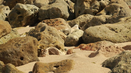 Large weathered coral rocks and boulders resting on fine golden sand in a tropical coastal landscape during a bright sunny day © josh